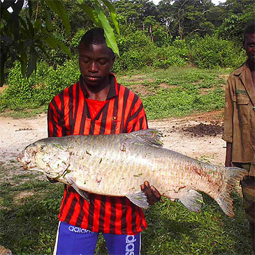 1195_Mr. Oishi_African Carp_Labeo coubie.jpg